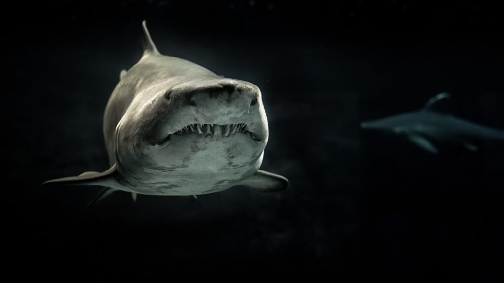 Photo sélective d'un requin gris