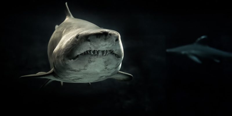 Photo sélective d'un requin gris